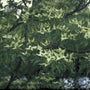 Hydrangea macrophylla 'Nanping'