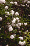Sneeuwbal - Viburnum x Carlcephalum