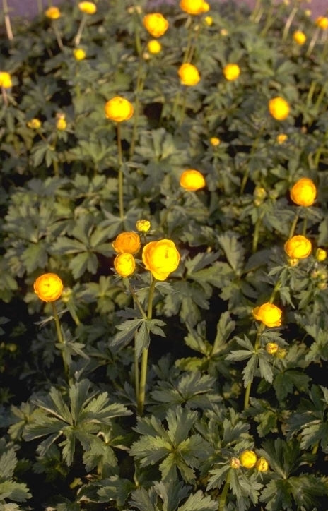 Trollius 'Orange Princess'