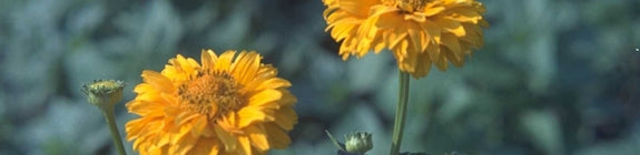 Zonneoog - Heliopsis helianthoides 'Summer Sun'