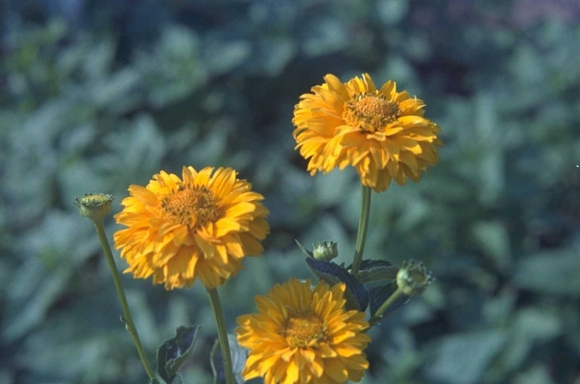 Zonneoog - Heliopsis helianthoides 'Summer Sun'