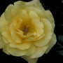 Grootbloemige roos - Rosa 'Auguste Victoria'