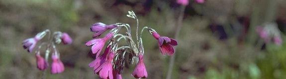 Sleutelbloem - Primula secundiflora