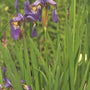 Iris 'Papillon'
