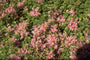 Roze vetkruid - Sedum spurium 'Roseum'