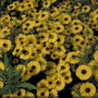 Zonnekruid - Helenium 'Blütentisch'