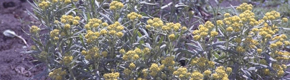 Strobloem - Helichrysum 'Schwefellicht'