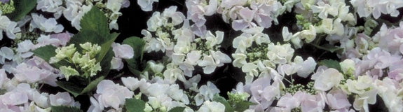 Hortensia - Hydrangea macrophylla 'Hobella'