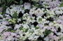 Hortensia - Hydrangea macrophylla 'Hobella'