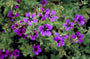 Ooievaarsbek - Geranium 'Vision violet'