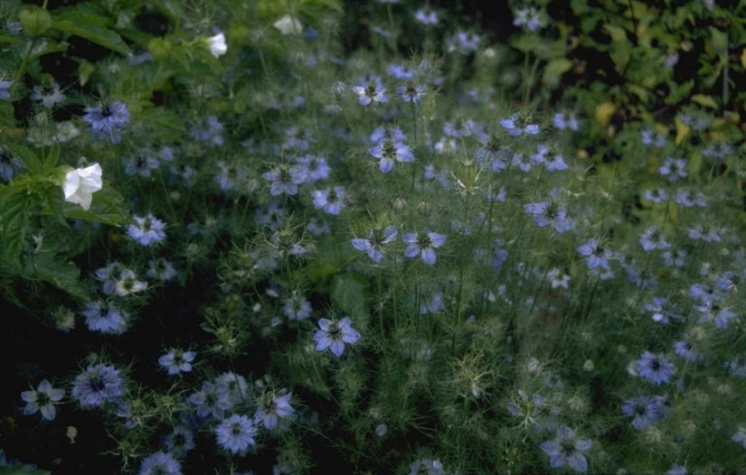 Juffertje in het groen Miss Jekyll (Nigella damascena Juffertje in het groen Miss Jekyll (Nigella damascena
