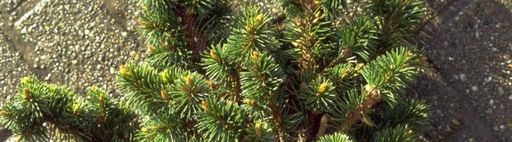 Fijnspar - Picea abies 'Cranstonii'