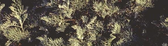 Alsem - Artemisia michauxiana