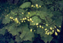 Japanse wasbloem - Kirengeshoma palmata