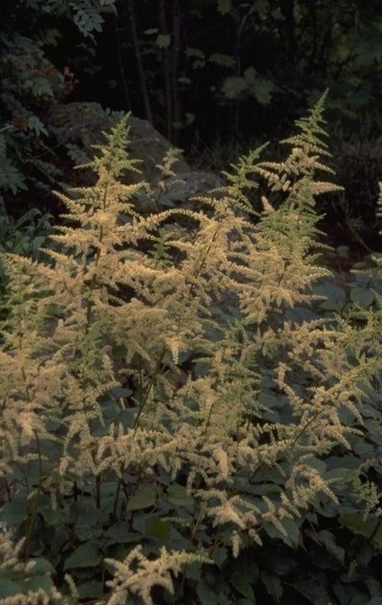 Spierstruik - Astilbe rivularis