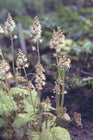 Schuimbloem - Tiarella cordifolia 'Moorgrün'