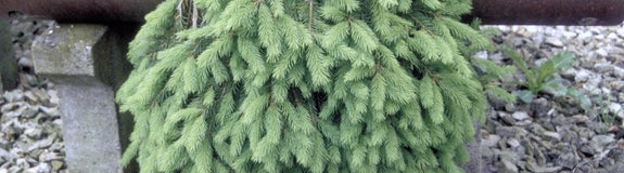 Fijnspar - Picea abies 'Formanek'
