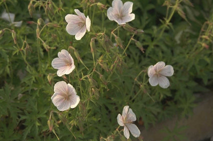 Ooievaarsbek - Geranium clarkei 'Kashmir White'