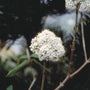 Sneeuwbal - Viburnum Buddlejifolium