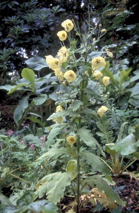 Schijnpapaver - Meconopsis regia