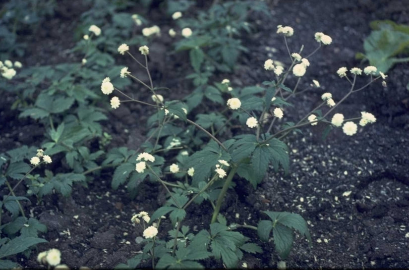 Witte boterbloem - Ranunculus aconitifolius 'Pleniflorus'