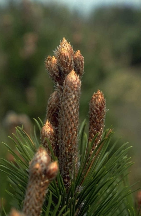 Slangenhuidden - Pinus leucodermis 'Boemer'
