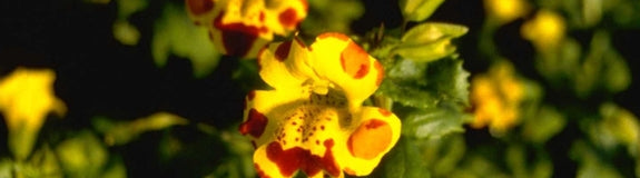 Mimulus 'Bees' Major'