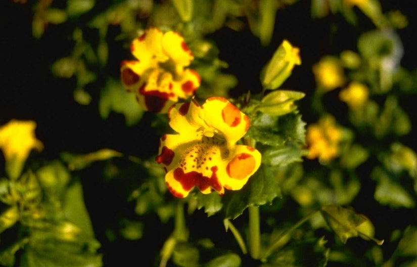 Mimulus 'Bees' Major'
