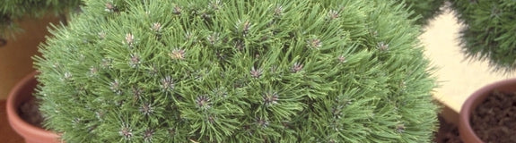 Den - Pinus 'Marie Bregeon'
