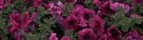 Petunia 'Polo Orchid Veined'
