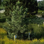 Den - Pinus flexilis 'Firmament'