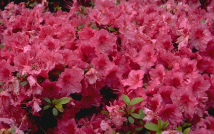 Rododendron - Rhododendron 'Vuyk's Rosyred'