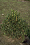 Fijnspar - Picea abies 'Tompa'