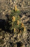 Bergden - Pinus mugo 'Arpad'
