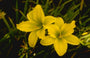 Daglelie - Hemerocallis 'Green Flutter'