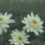 Margriet - Leucanthemum 'Christine Hagemann'