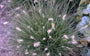 Lampenpoetsergras - Pennisetum alopecuroides 'Little Bunny'