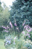Engelenhengel - Dierama pulcherrimum