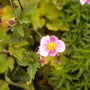 Herfstanemoon - Anemone x hybrida 'Hadspen Abundance'