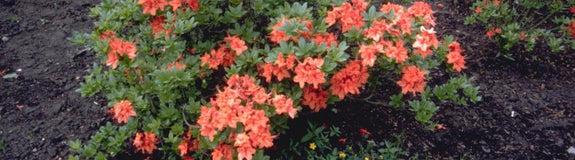 Rododendron - Rhododendron 'Fanal'