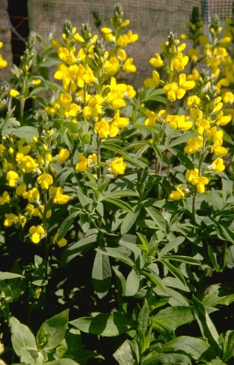 Thermopsis lanceolata