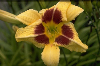 Daglelie - Hemerocallis 'Shady Lady'