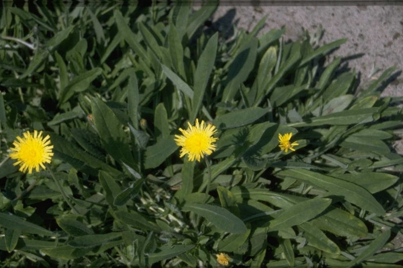 Hieracium pilosella