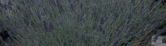 Gewone lavendel - Lavandula 'Richard Gray'