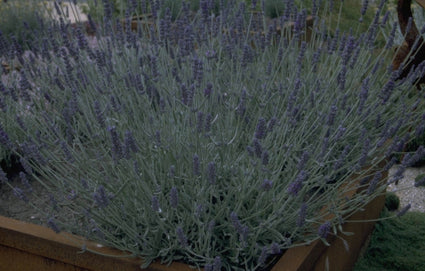 Gewone lavendel - Lavandula 'Richard Gray'