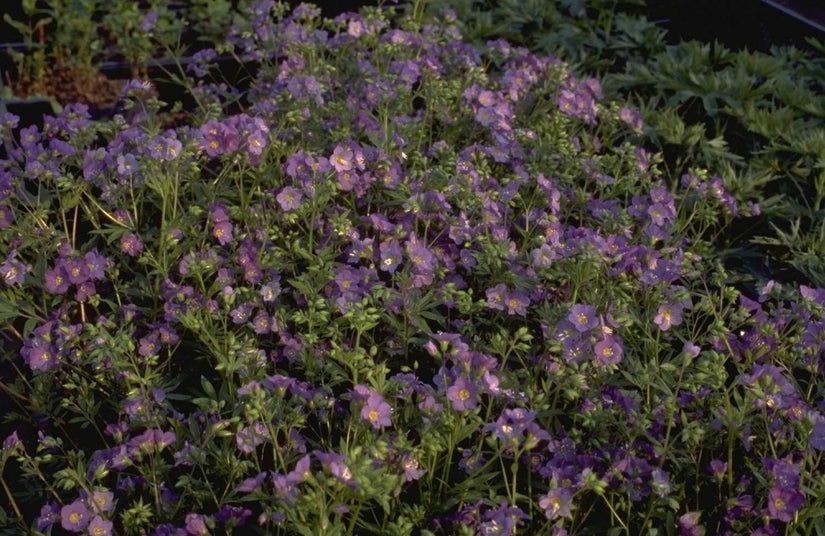 Polemonium caeruleum 'Lambrook Mauve'