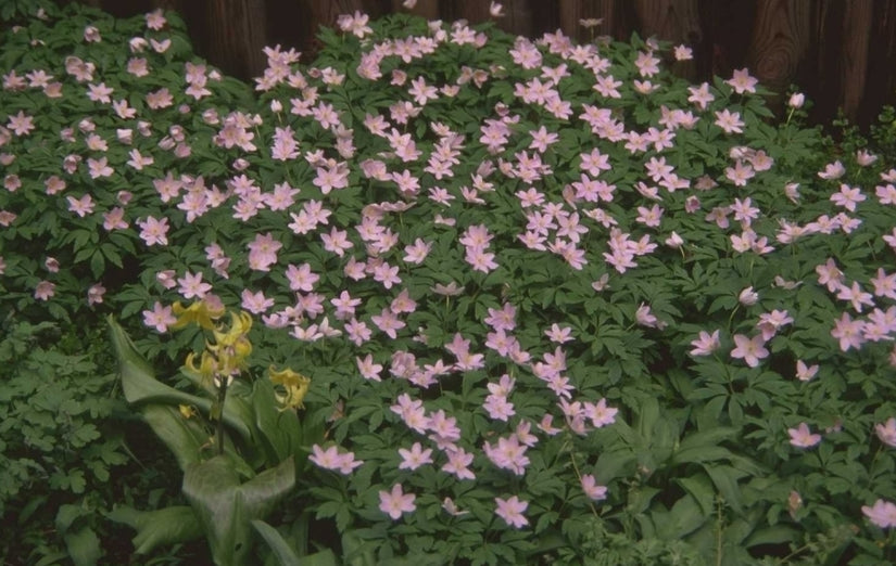 Zo plant je anemonen voor bloemen in het voorjaar