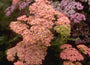 Gewoon duizendblad - Achillea millefolium 'Altrosa'