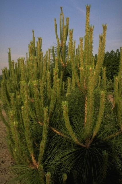 Pinus densiflora 'Lausanne'