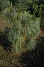 Pinus pumila 'Hannover M?nden'